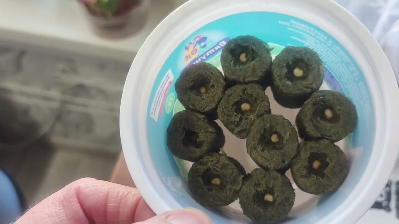 Съездила в посёлок Лальск , покупки , красивый закат 18 февраля.