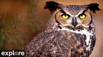 Great Horned Owls at Roger's Place | 2024 Highlights