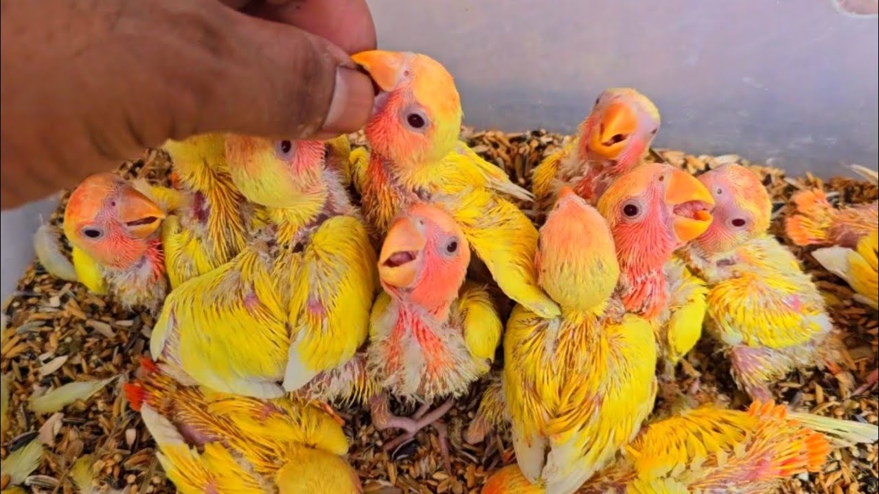 how to hand feed lovebird love birds sounds birds hand feeding