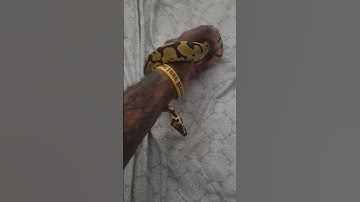 Pastel enchi acid het hypo ball python #snake #ballpythons #breeding #breeder #exotic #shorts