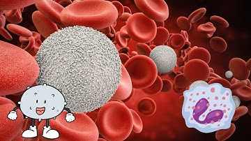 Understanding White Blood Cells and Their Role in the Immune System (5 Minutes)
