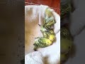 Bébé perruche فراخ بادجي #birds #budgies #perruche #البادجي #الكناري #طيور #canarias #حسون #shorts