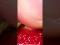 ASMR Strawberry Object Videos 🍓