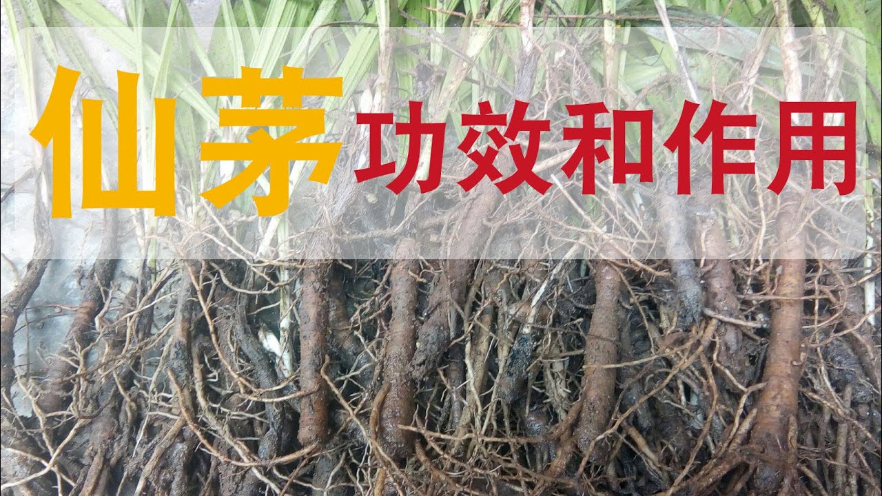 仙茅的功效和作用？如何制作仙茅泡酒？ - YouTube