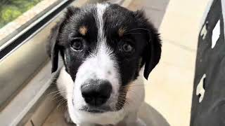 Ruby The Puppy( Greek Shepherd) Plays With Her New Toys 10 weeks old #puppy #relaxing #babydog #dog