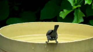edarem -  Small Bird