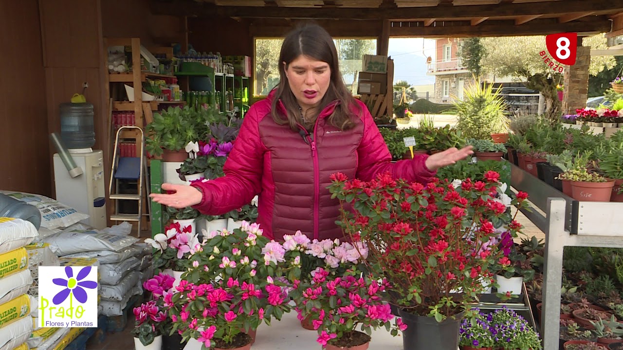 Cuidados y tipos de Azaleas en tu jardín a punto - YouTube