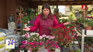 Cuidados y tipos de Azaleas en tu jardín a punto - YouTube