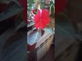 #бальзамин#бальзамин зацвел#balsam#balsam bloomed
