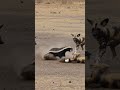 Honey Badger Instantly Knocks Back Wild Dog Attack