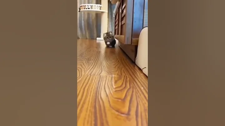 Video 3473751: cat cutecat meow, animal cute cat meowing, cat meowing angry, funny cat