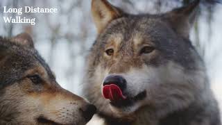 Journey into the Secrets of Wolves:Nature's Mysterious Hunters #animal #wildlife #nature #wolf #wild