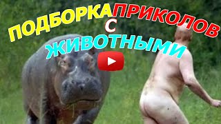 Подборка приколов с животными. Жесть, ржач, позитив #4 Подборка приколов с животными. Жесть, ржач, позитив #4