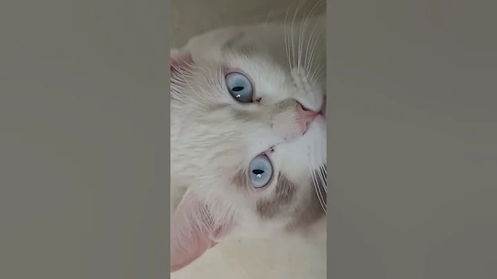 Video 11898531: cat cutecat pets funnycats, kitten meow cutecats funnycats, pets meow funny cutecat, kitten meowing cute funnycats