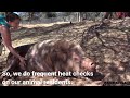 How Rescued Pigs Stay Cool