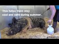 How Rescued Pigs Stay Cool