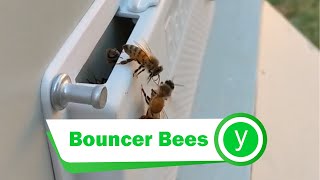 Bouncer Bees