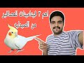 اهم ٣فيتامينات بشري من الصيدليه للعصافير والتزاوج ومناعة الزغاليل كوكتيل وبادجي استرالي وزيبرا وروز