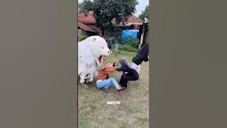 Can macanan bolak balik kejar cewek