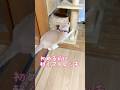 【猫和尚夕方のお参り】眠気をストレッチで吹き飛ばす#猫 #猫動画 #cat #cute