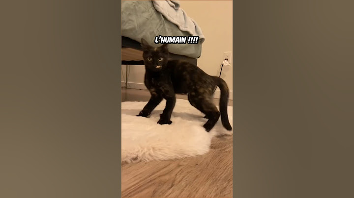 L’Insolence des Chats !!!!! #chat #chats #nature #animaux