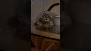 Cat Suddenly Comes Out from under the Cover to Prank Owner