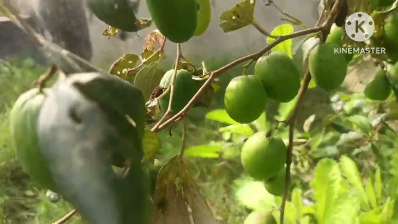 ଆସନ୍ତୁ ଦେଖିବା ବିଦେଶୀ ବରକୋଳି🫒🫒🫒🫒🫒🫒