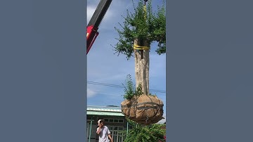 Bán cây duối dán trực da trắng đẹp #shorts #cayduoidep #cayduoi #duoi