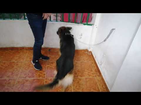 فيديو: كيفية ربط الكلاب