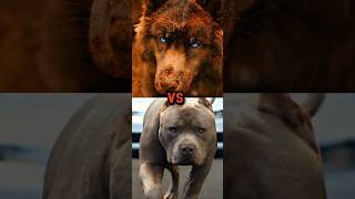 PIT BULL VS ROTTWEILER,WOLF DOG,ALABAI.