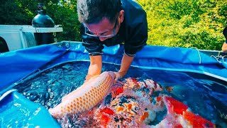 Breeding the Most Popular Aquarium fish - Discover The Basics To Breeding Koi!!