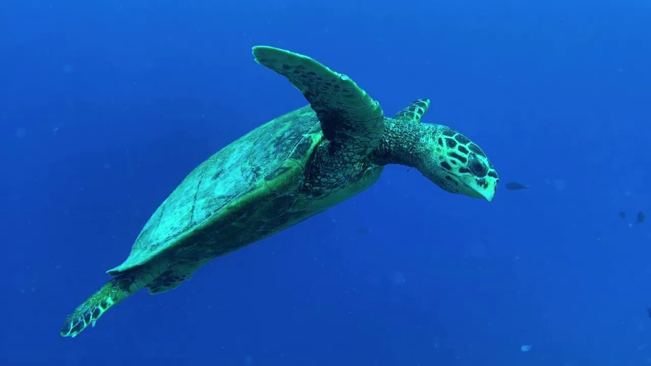 Diving Astove Island Seychelles Highlights