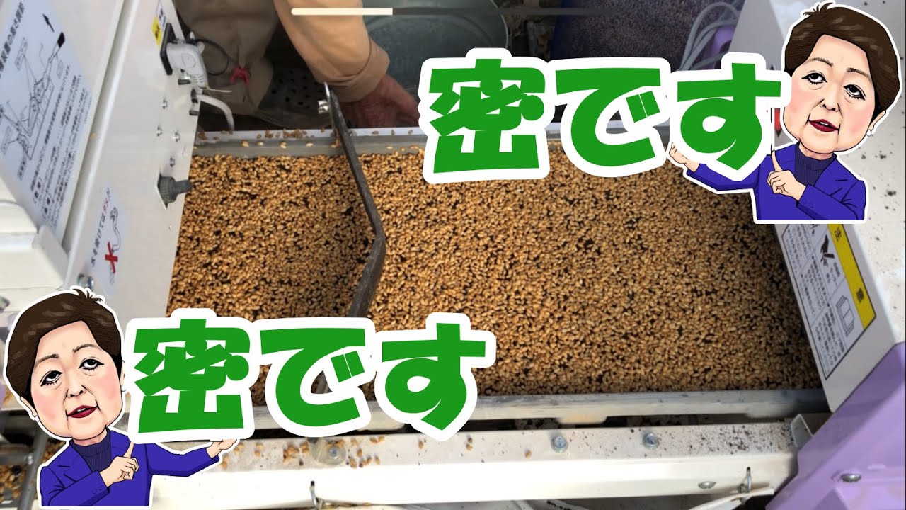 It's dense. High-density sowing of Koshihikari is complete! Dense