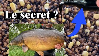 Carpe - AMORCAGE en RIVIERE : le SECRET ?