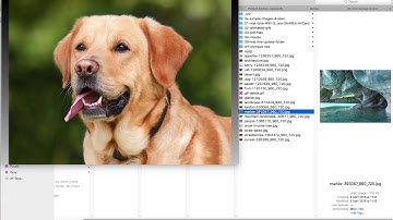 PictureViewer LTS Real Time Feature