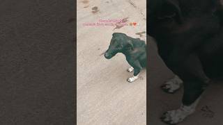 Drive Slowly 🙏 Save Street Dogs #streetdog #savedogs #rescuedog #dogshorts