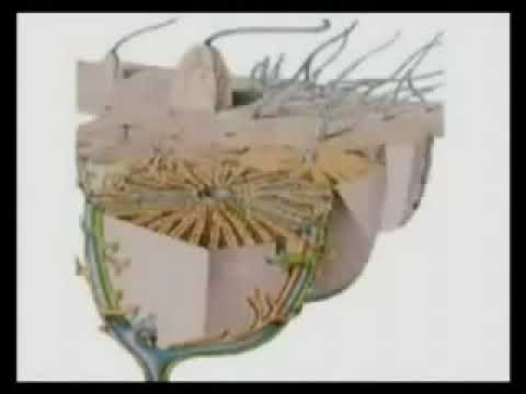 ПЕЧЕНЬ И ВАРИКОЗ-какая связь.ПЕЧЕНЬ и геморрой