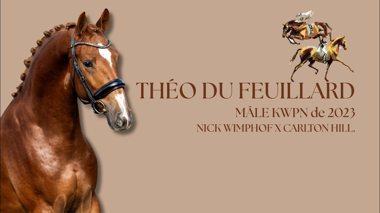 THEO DU FEUILLARD, Mâle KWPN de 2023 par NICK WIMPHOF x CARLTON HILL