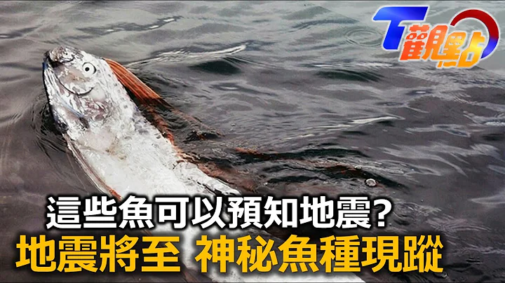 地震頻傳大自然預警 災難來臨 海洋生物先知？ 花蓮大地震致災 澎湖出現魚漩渦奇景？日本人的地震聯想 皇帶魚與豆腐鯊真能感應？ T觀點 20221008 (1/4) - 天天要聞