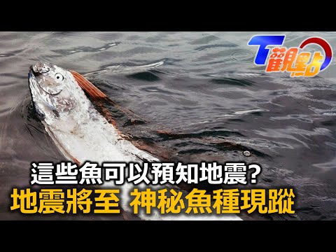 地震頻傳大自然預警 災難來臨 海洋生物先知？ 花蓮大地震致災 澎湖出現魚漩渦奇景？日本人的地震聯想 皇帶魚與豆腐鯊真能感應？ T觀點 20221008 (1/4)