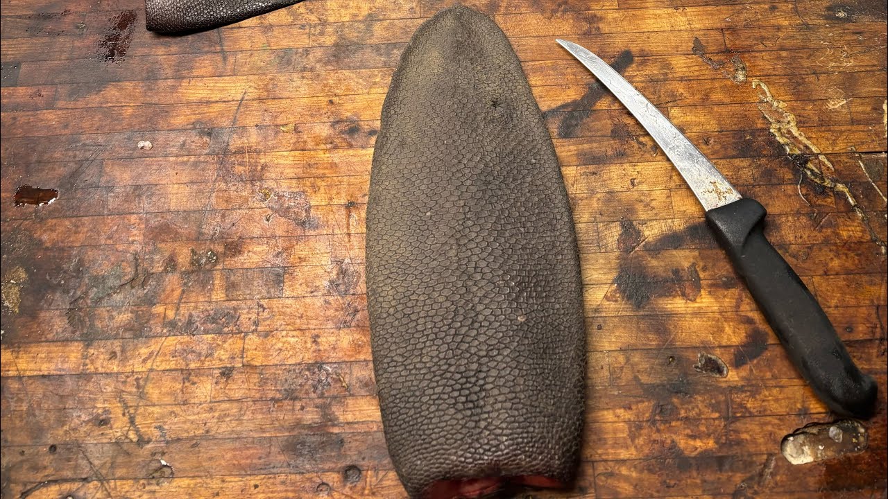 How to tan a beaver tail: Part 4-neutralizing/tanning