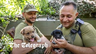 video: Rescued puppies bring morale boost to Ukrainian soldiers