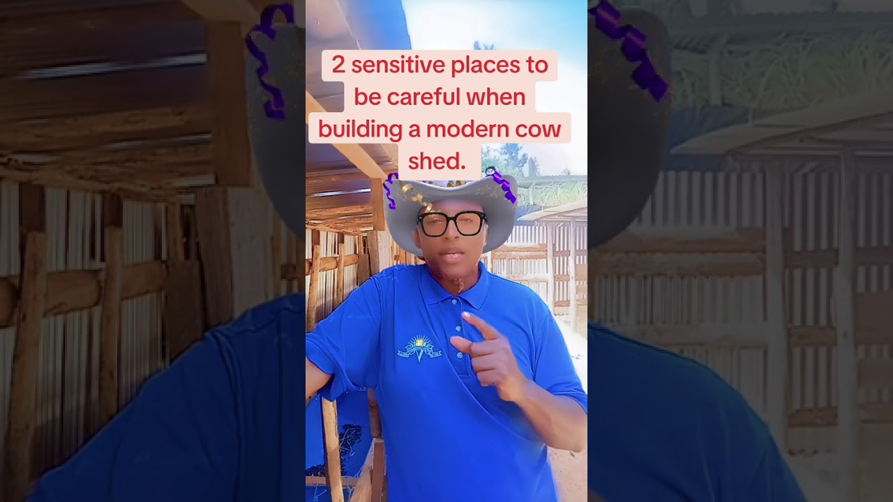 2 SENSITIVE PLACES TO BE CAREFUL WHEN BUILDING A MODERN COW SHED. 
