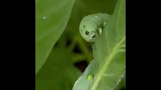Have You Ever Seen Caterpillar Eating Leaf Very Fast #USA