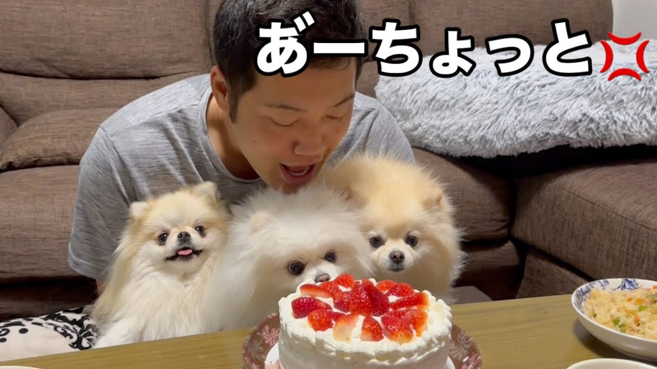 パパの誕生日のお祝いよりケーキが食べたいポメラニアン - YouTube