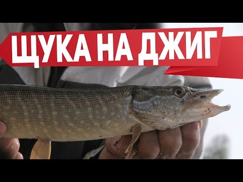 МИКРОДЖИГ В ДЕЛЕ | Рыбалка с Fishingsib