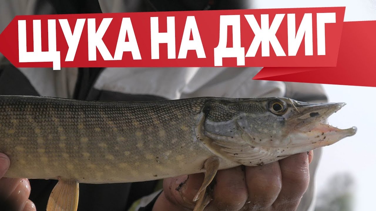 ⁣Ловля щуки на джиг. Ловля щуки весной на микроджиг | Рыбалка с Fishingsib