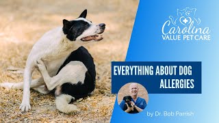 Everything you need to know about dog allergies Everything You Need To Know About Dog Allergies