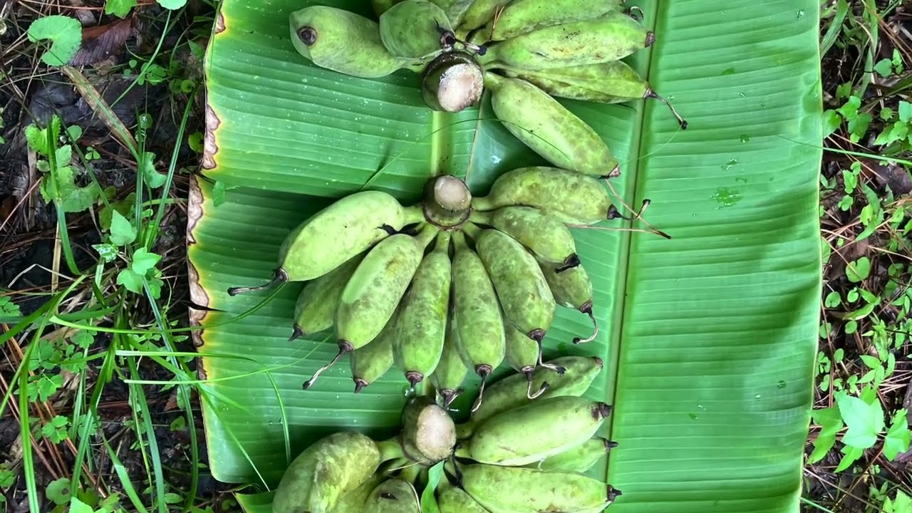 Feeding banana circle with organic waste products bamboo, palm frond, biochar