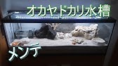 オカヤドカリ トビハゼ飼育水槽40 海辺セット 海水魚ショップ やどかり屋 Youtube